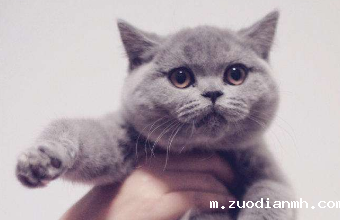 宠物食品进口报关要求及流程是什么您都知道吗？